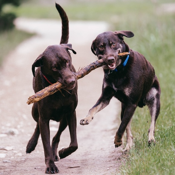 Meet your Posher, Jedda - Picture 8 of 8